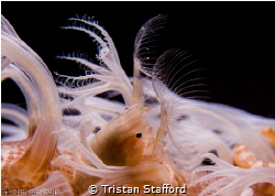 Juvenile porcelain crab. by Tristan Stafford 